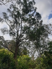 Melaleuca bracteata