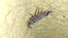 Porcellionidae