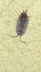 Porcellionidae