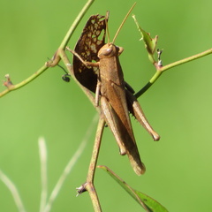 Schistocerca damnifica