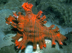 Chicoreus palmarosae