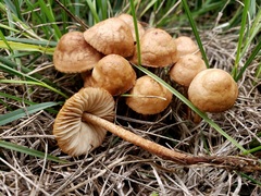Marasmius oreades