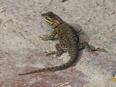 Sceloporus jarrovii