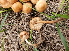 Marasmius oreades