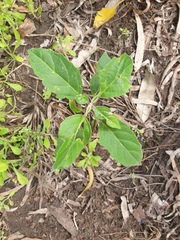 Clerodendrum tomentosum