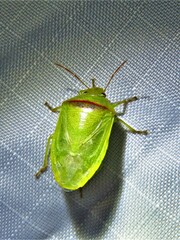 Piezodorus guildinii