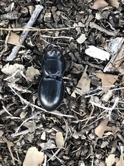 Pasimachus californicus