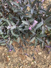Tradescantia pallida