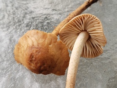 Marasmius oreades
