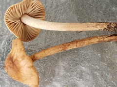 Marasmius oreades
