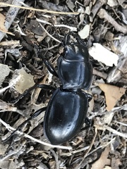 Pasimachus californicus