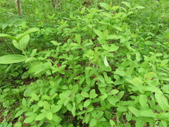 Lonicera chamissoi
