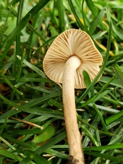 Marasmius oreades