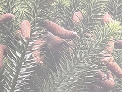 Leptasthenura setaria
