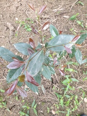 Cryptocarya triplinervis