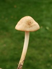 Marasmius oreades
