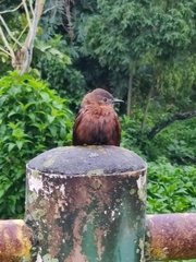 Hirundinea ferruginea
