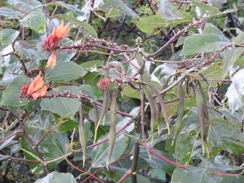 Erythrina breviflora