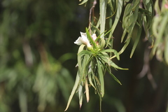 Eremophila bignoniiflora