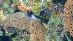 Stegastes partitus