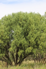 Eremophila bignoniiflora