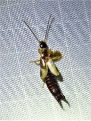 Euborellia cincticollis