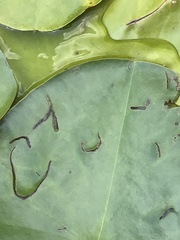 Polypedilum braseniae