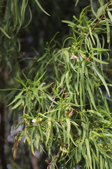 Eremophila bignoniiflora