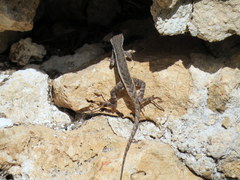 Sceloporus chrysostictus