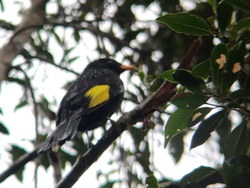 Black-and-gold Cotinga
