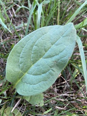 Cynoglossum officinale