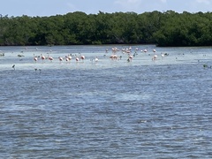 Phoenicopterus ruber