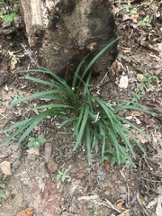 Liriope muscari