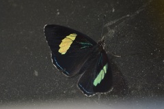 Diaethria clymena
