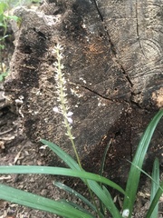 Liriope muscari