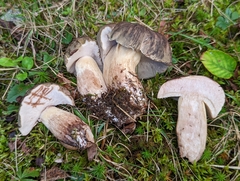 Tylopilus variobrunneus