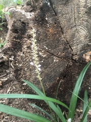 Liriope muscari