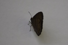 Hermeuptychia harmonia