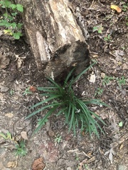 Liriope muscari