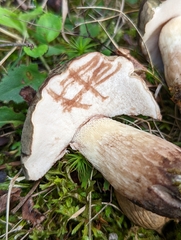 Tylopilus variobrunneus