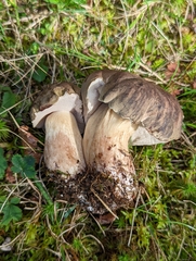 Tylopilus variobrunneus