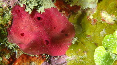 Amphimedon compressa