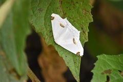 Sericoptera area