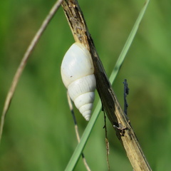 Bulimulus bonariensis
