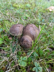 Tylopilus variobrunneus