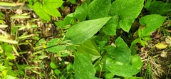 Ageratina