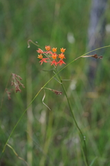 Asclepias lanceolata