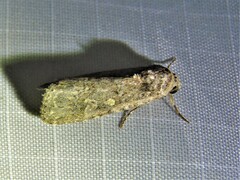 Spodoptera exigua