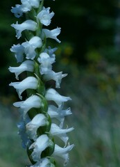 Spiranthes cernua