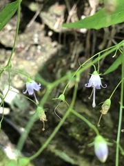 Campanula divaricata